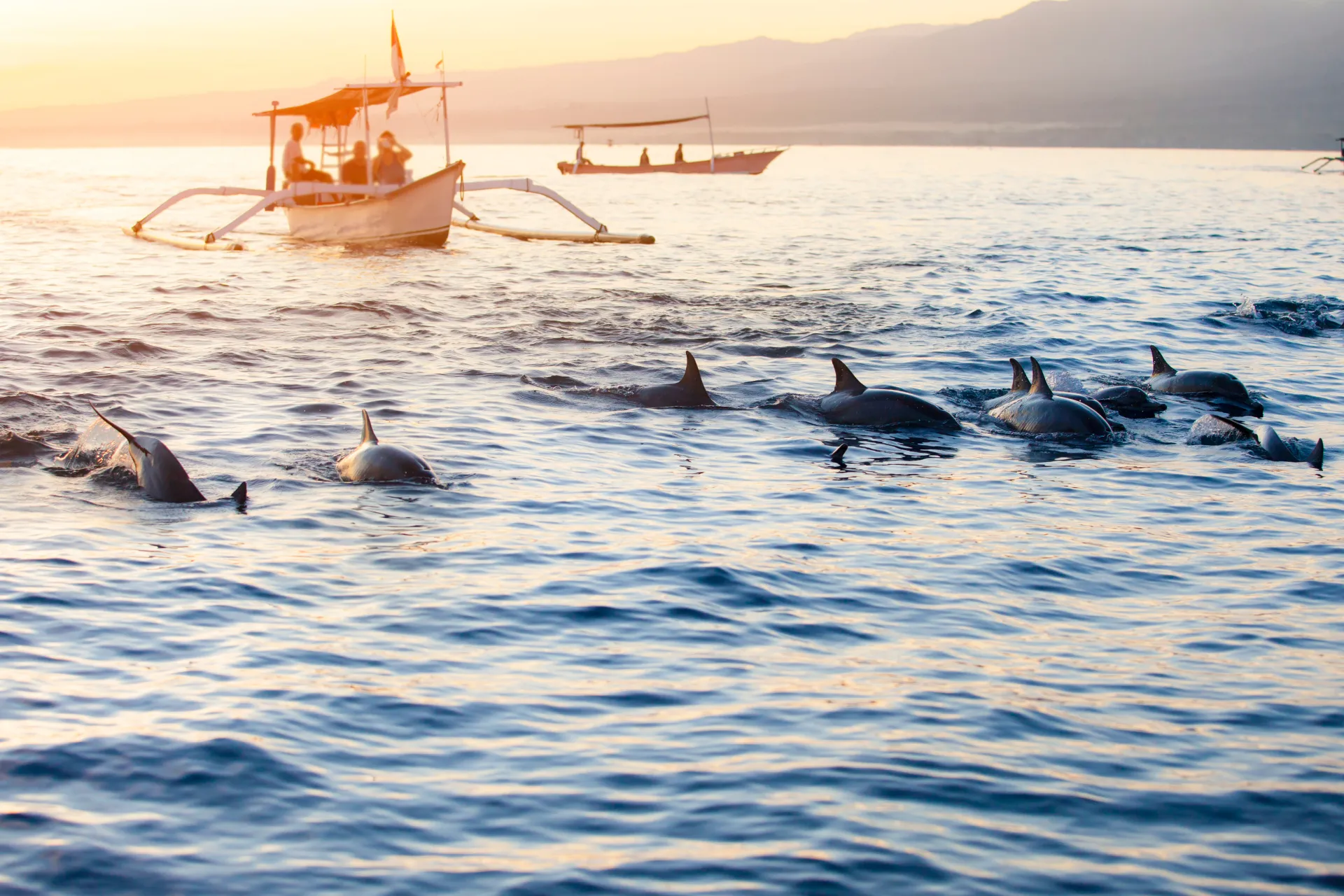 Dolphin Tour