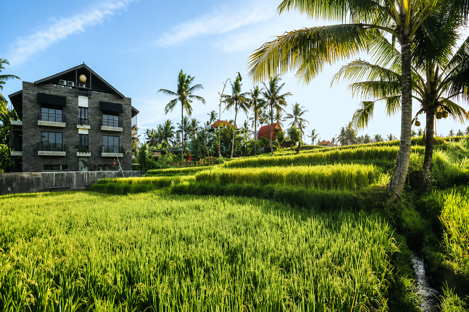 Ricefield